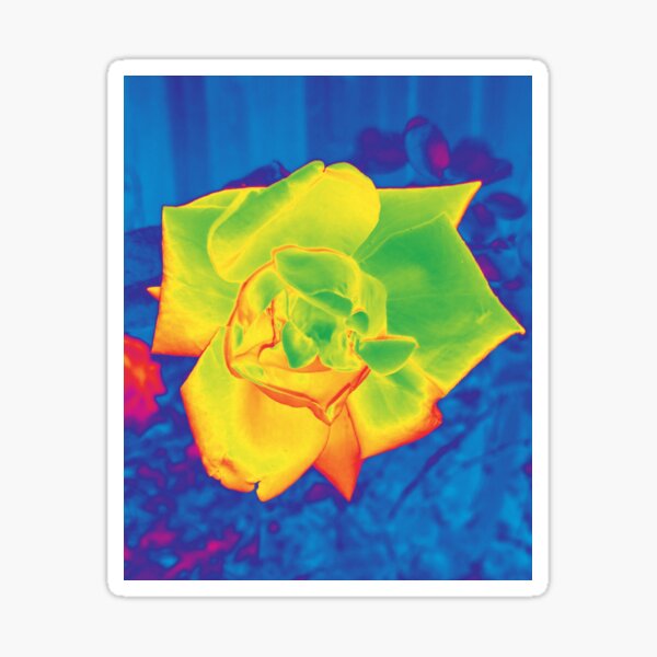 Conroe Rose Sticker