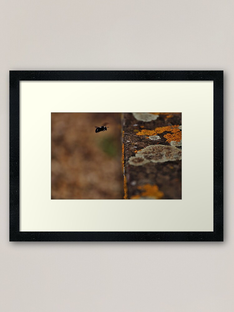 Thumbnail 2 of 7, Framed Art Print, I Lichen Black and White Bees... designed and sold by Paul Eden.