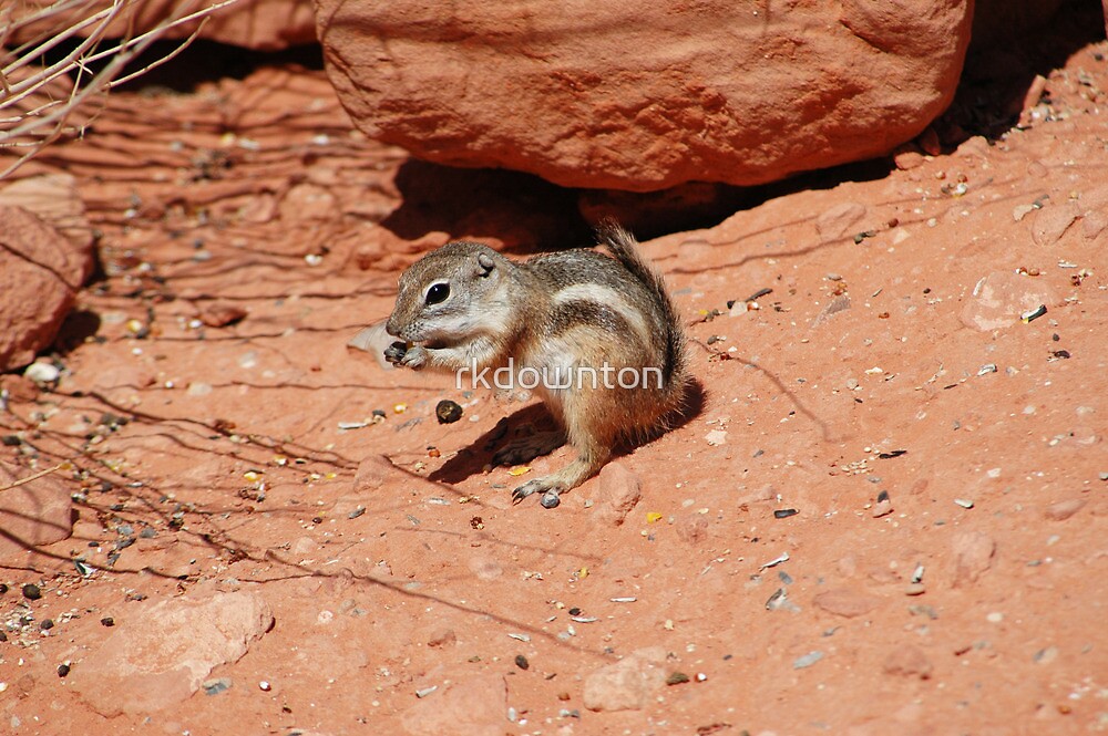 "An antelope ground squirrel, Valley of Fire, Las Vegas" by rkdownton