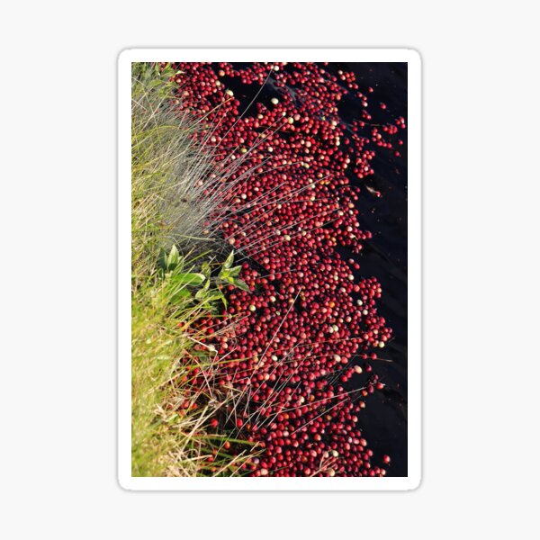 "cranberries" Sticker for Sale by Saltyairphotos Redbubble