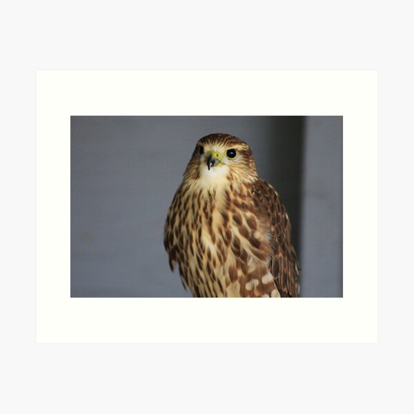 Merlin Falcon Art Print