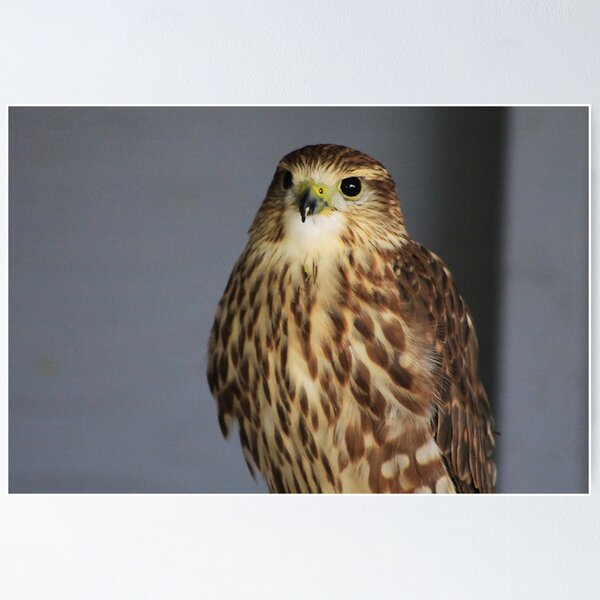 Merlin Falcon Poster