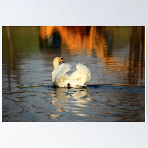 Item preview, Swimming Swan designed and sold by Melissa Ann Blair.