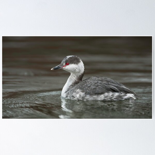 Item preview, Horned Grebe designed and sold by (Tallow) Dave  Van de Laar.