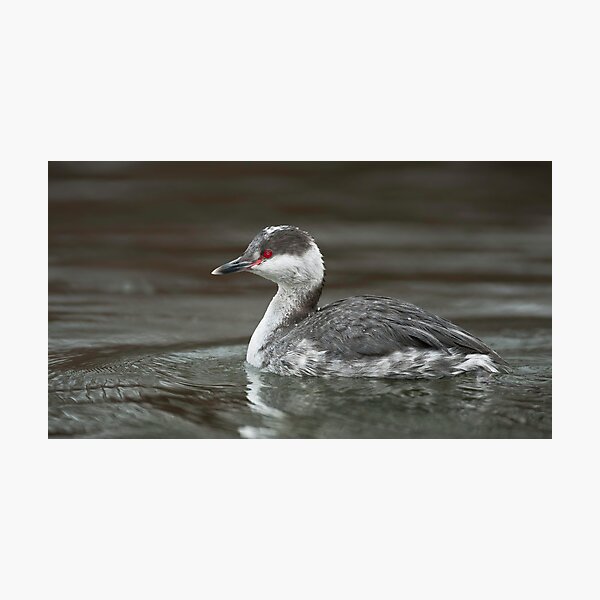 Horned Grebe Photographic Print