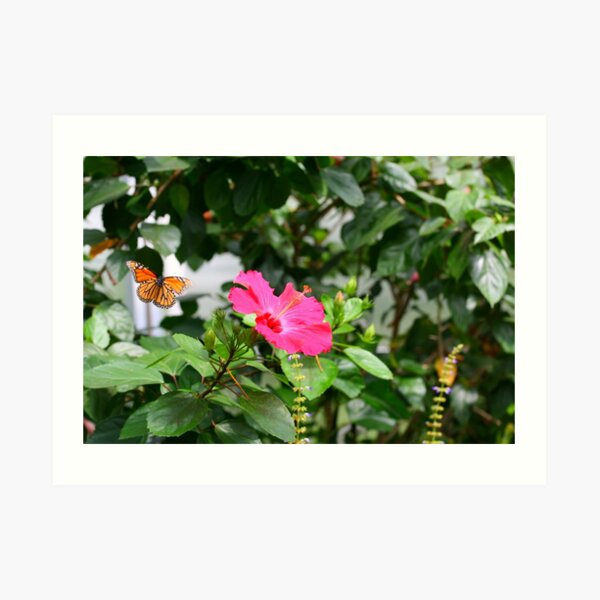 Monarch Butterfly Migration in Flight Art Print