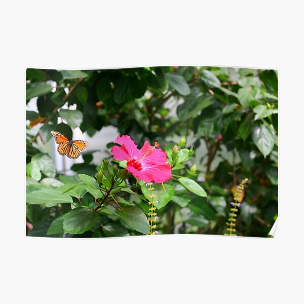 Monarch Butterfly Migration in Flight Poster
