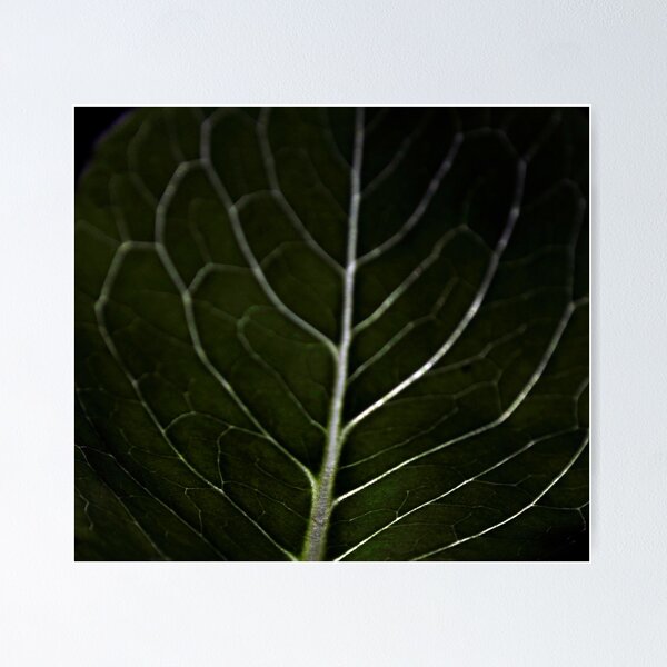 Item preview, Lechuga designed and sold by Fire Angel Creations.