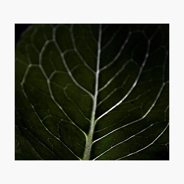 Item preview, Lettuce designed and sold by Fire Angel Creations.