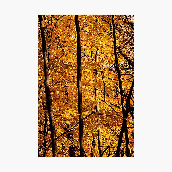 Item preview, Golden Trees designed and sold by MicheleJean.