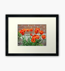 Orange Tulups Framed Print