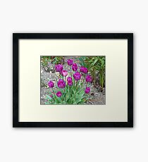 Purple Tulups Framed Print