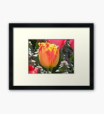 Organge and Yellow Tulup Framed Print