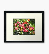 Pink Tulups Framed Print