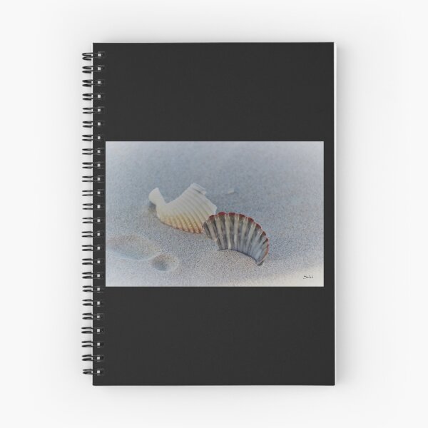 Item preview, Shells designed and sold by Selah Images.