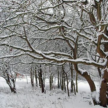 Artwork thumbnail, Snow Tree Lattice by RJBPhotoDesign