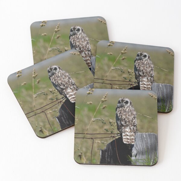 Item preview, Hawaiian Short Eared Owl designed and sold by photosbypamela.