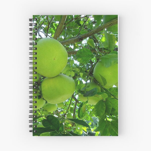 Item preview, pomelo fruit tree designed and sold by Angel35.