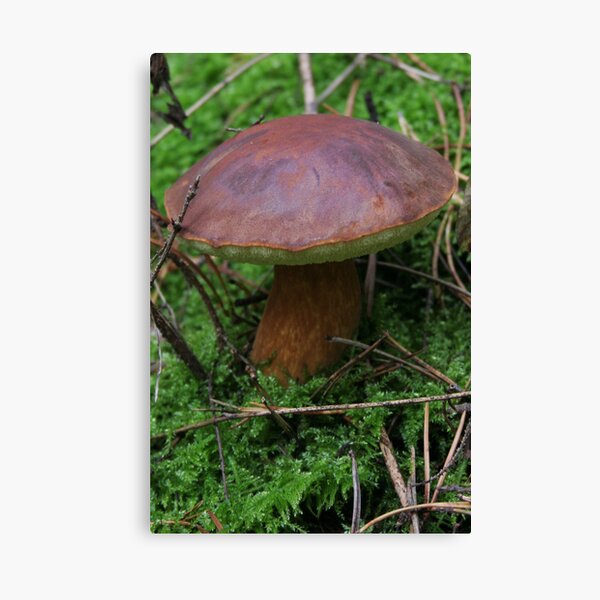 Story about autumn in forest Canvas Print