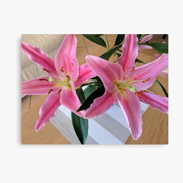 Pretty pink and white Stargazer Lily flower closeup in full bloom. Australia. Canvas Print