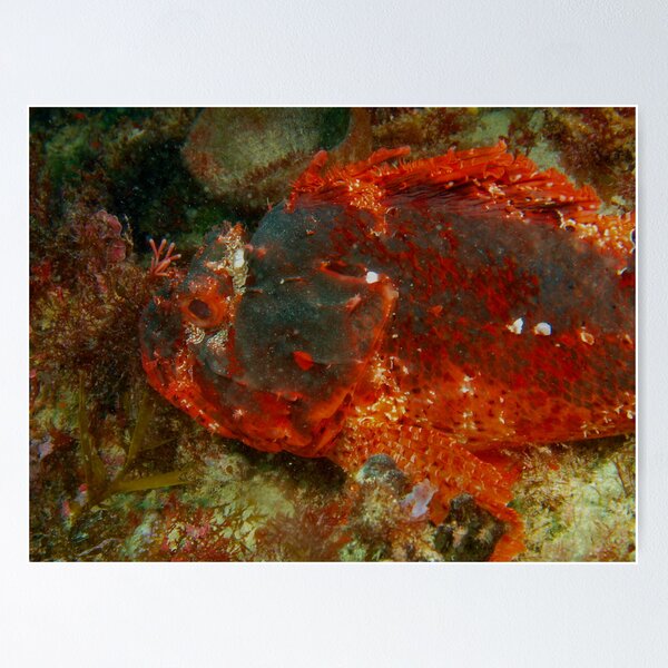 Artikelvorschau, black devil 4 scorpionfish rottnest island reef entworfen und verkauft von peterbeaton.