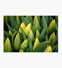 Tulips - Yellow Photographic Print