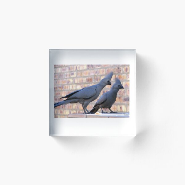 The grey Go-away-bird Acrylic Block