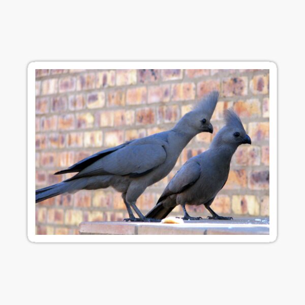 "The grey Go-away-bird" Sticker for Sale by Happyart | Redbubble