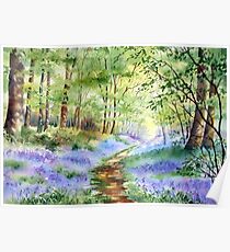 Bluebells in Bunny Wood Poster