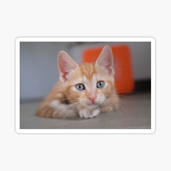 Goose the blue eyed ginger tabby rescue kitten Sticker