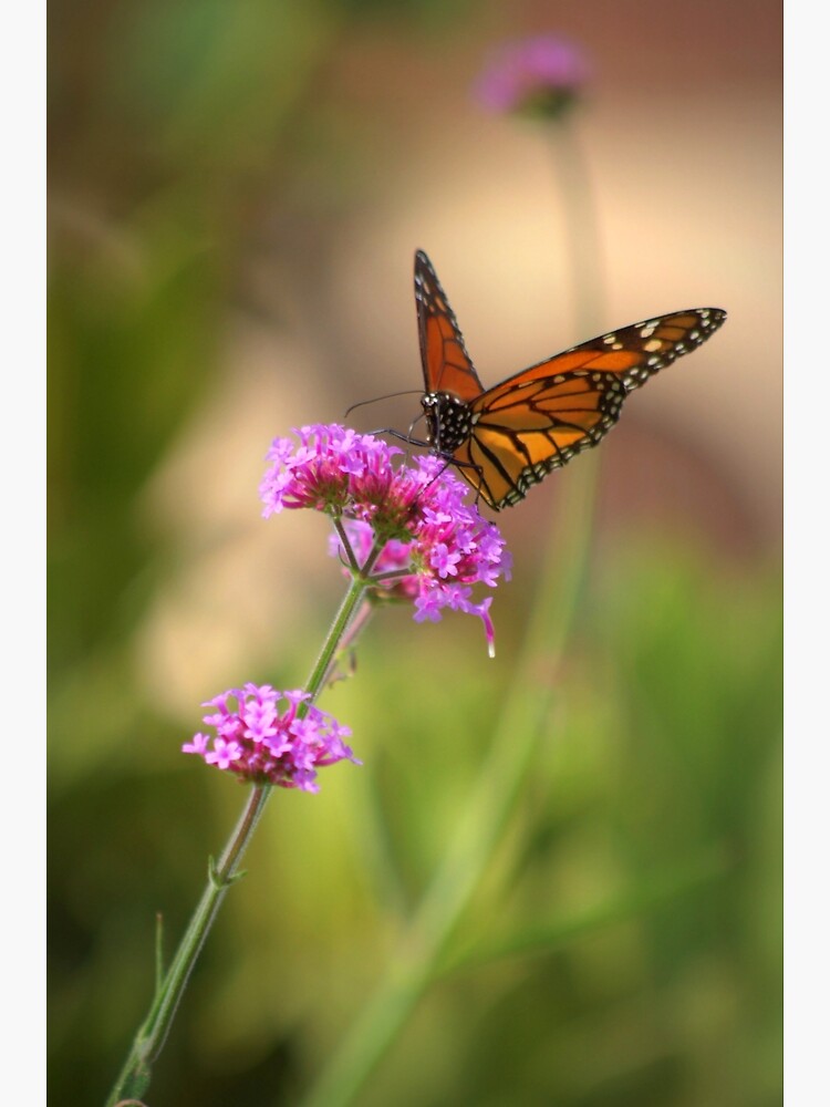 "Monarch Butterfly at Balboa Park in San Diego" Poster by DianaG