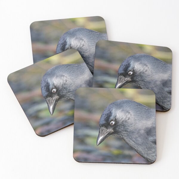 Item preview, Jackdaw with damaged eye designed and sold by GreyFeatherPhot.