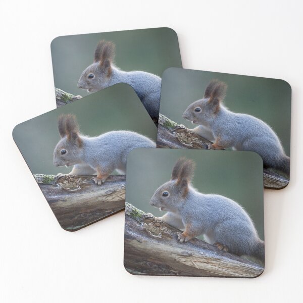 Item preview, Grey as the November light. Eurasian red squirrel designed and sold by Jouko Lehto Photography.
