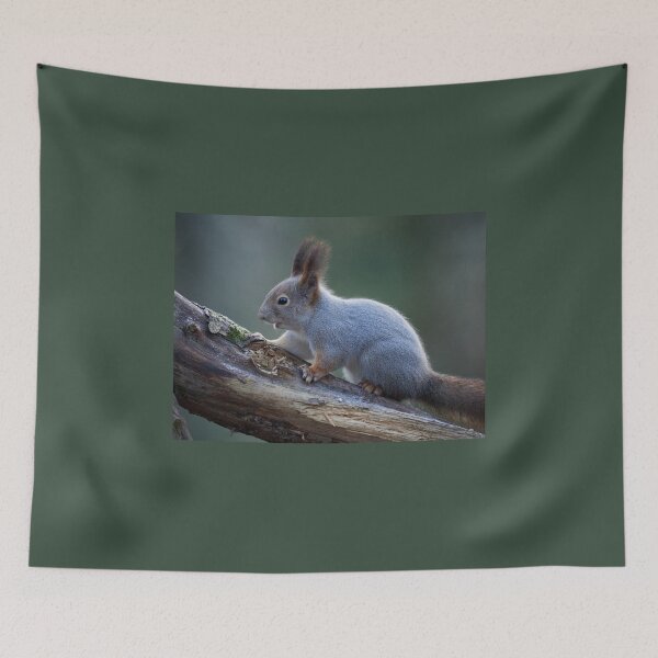 Item preview, Grey as the November light. Eurasian red squirrel designed and sold by Jouko Lehto Photography.