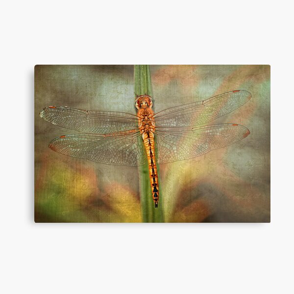 Golden Skimmer Metal Print