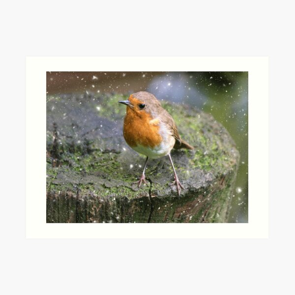 Robin resting (Snowy scene) Art Print