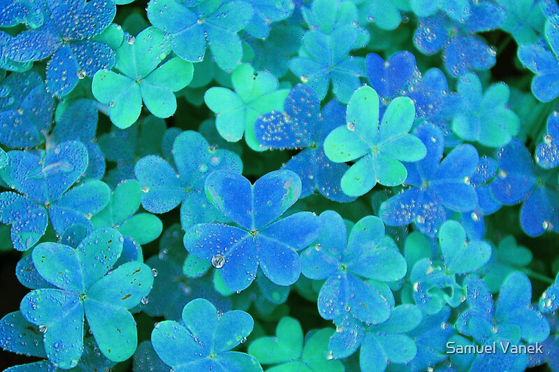 Clover Blue by Eldonna Edwards