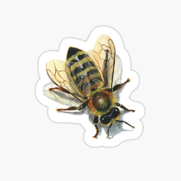 Petite abeille Sticker