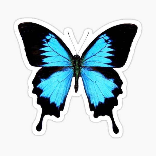 Blue Butterfly - Blue Butterfly - Sticker