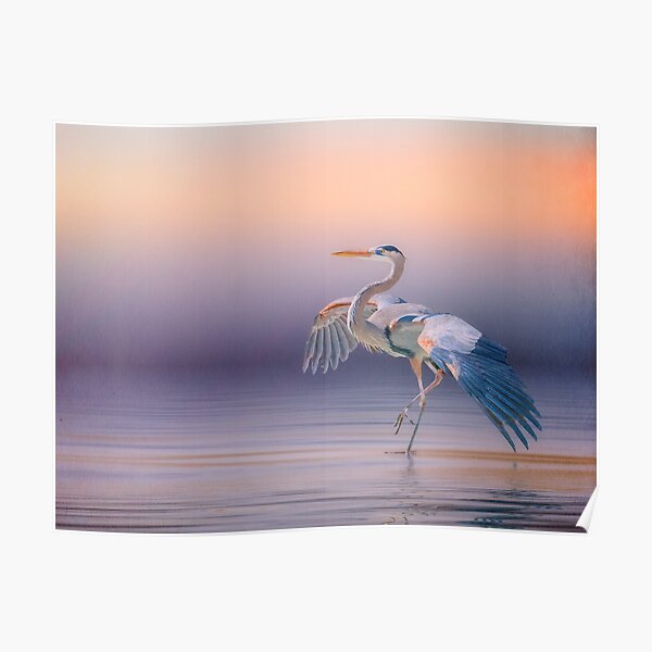 Sunset Heron Poster