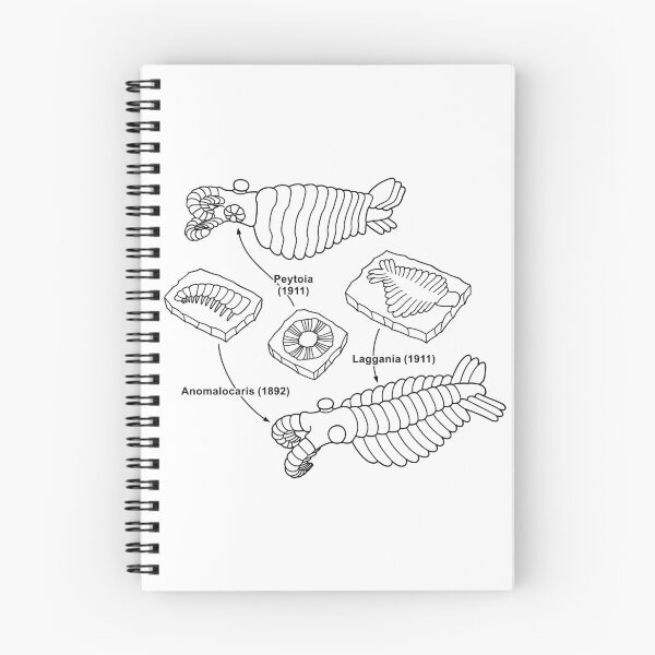 Item preview, Anomalocaris and Associated Fossils Black Line Drawing designed and sold by taylorcustom.