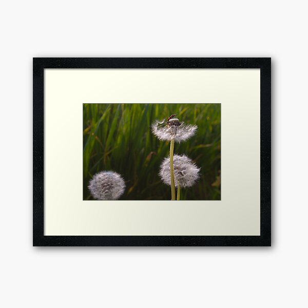 Pissenlits Framed Art Print