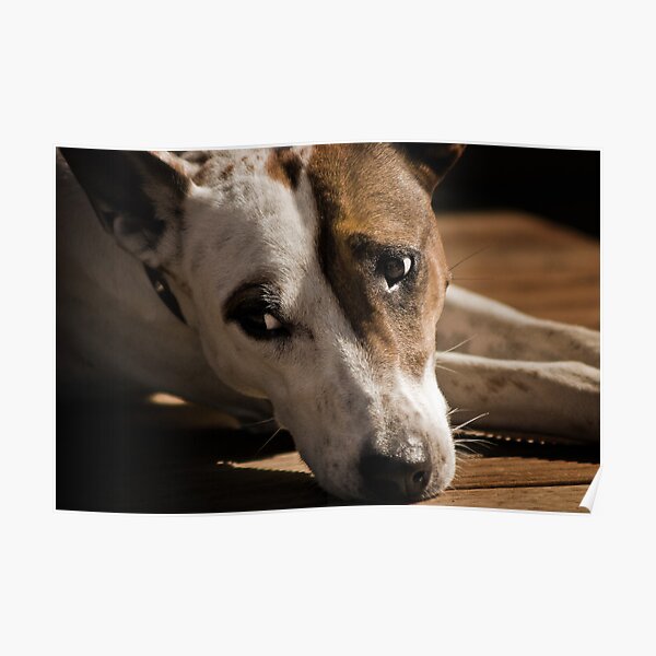 Waffy Dog Poster