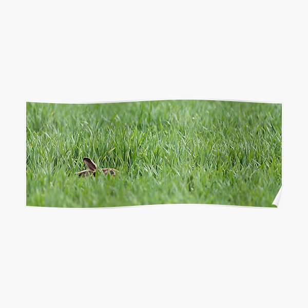 Hare hiding in the grass Poster