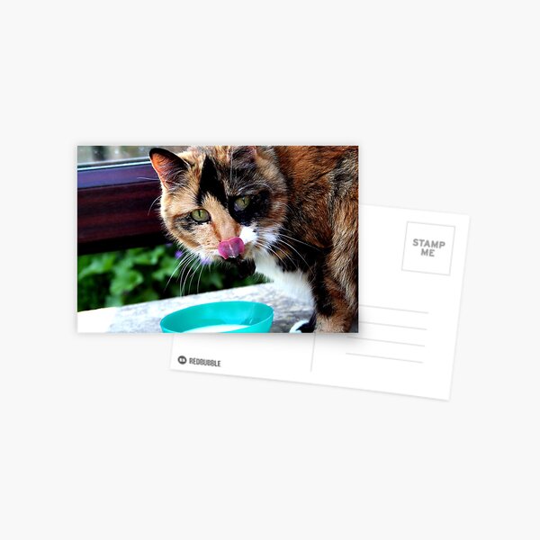 Licking Those Lips Postcard