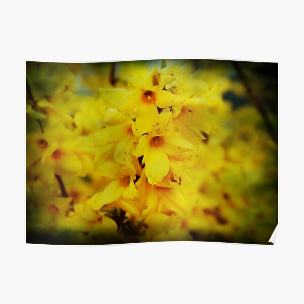 Forsythia - Textured Poster