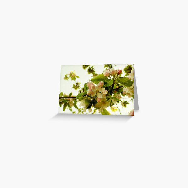 Apple Blossom on White Greeting Card