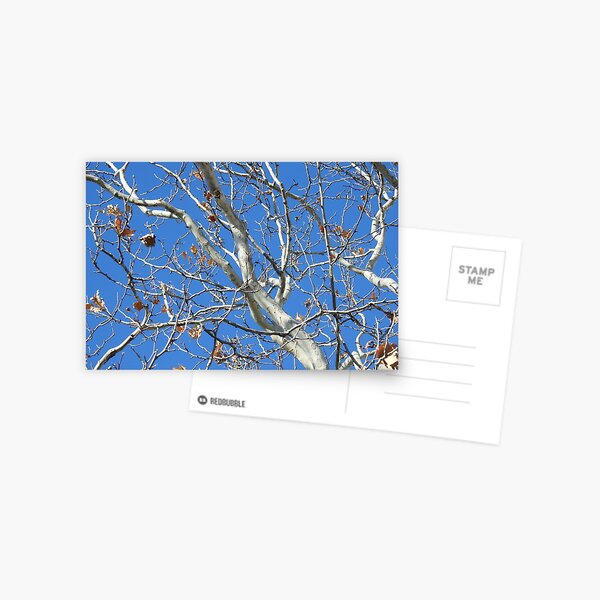 White Branches Blue Sky Postcard