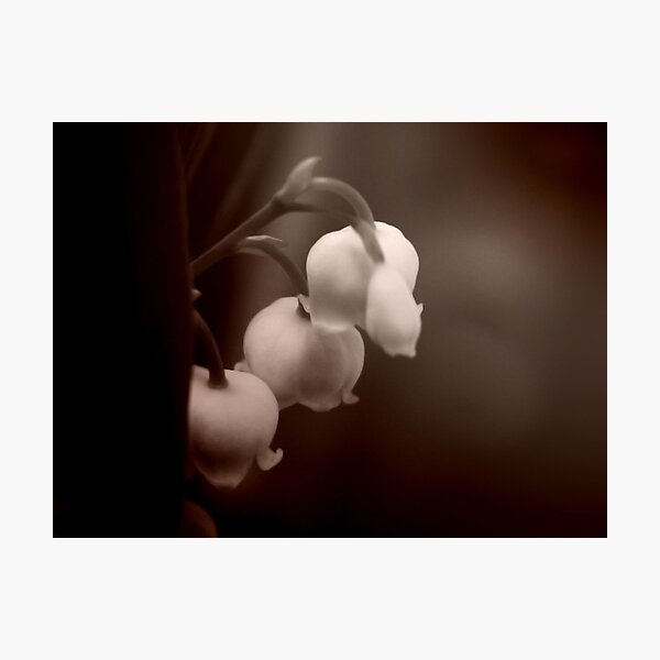 Item preview, DON'T BE SHY designed and sold by June Ferrol.
