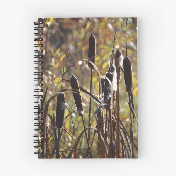 Item preview, Lovely Common Bulrush plants (Typha latifolia)  designed and sold by Imladris01.